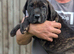Big strong stunning puppies