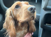 Female cocker spaniel