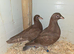 Chocolate Melueman Racing Pigeon RPRA Rung 2026
