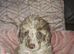 Miniature poodle parti merle puppiss puppis