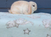 Superfriendly mini lop rabbit ready now