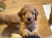 Cockerpoo puppies for sale