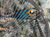 1 year old female macaw
