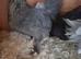 1 bantam chicken