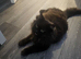 3 YEAR OLD CHOCOLATE PERSIAN X MAINE COON FOR SALE
