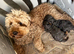 One beautiful little Cavapoo girl remaining