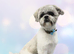 For sale Shih Tzu