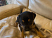 Jack Russel puppies