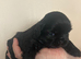 Beautiful Black girl imperial Shih Ztu 1500