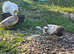 Call duck pair butterscotch