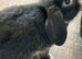 Male mini lop