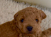 KC regd Toy Poodle Puppies DNA Clear KC parents