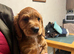 2 stunning cocker pups ready to leave now!