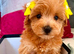 BEAUTIFUL KOREAN MALTIPOO GIRL. EXTRA MINI!!