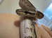 Royal python
