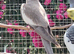 Cockatiels for sale