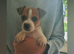 8 weeks old jack russell puppies for sale
