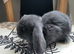 Mini lop rabbit