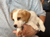 Jack russel cross