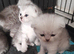 Scottish fold kittens