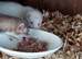 MICRO FERRETS