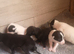 Grayhound pups ready now