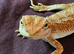 Bearded dragon baby ( Rescue )