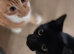 2 male kittens very friendly