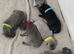 Kc blue Staffordshire bull terrier puppies