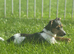 Beautiful girl in need of a loving home