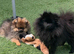 ** Beautiful black adult female for forever home **