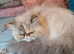 Beautiful Persian girl and long haired cat for sale