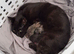 Kittens -male and female