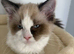 Ragdoll kittens available (2 boys)/TICA registered