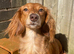 Longhaired Miniature Dachsunds - Waitlist now open