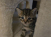 Six beautiful Tabby kitten for sale