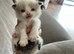 Ragdoll cross Maine coon/exotic Persian