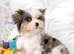 Four Exceptional Colourful Yorkshire Terrier Girls