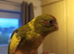 Kakariki - Hand Tame - Baby Kakarikis