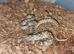 Cb2026 Magagascan cat eyed snakes