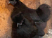 2 black silkie pullets
