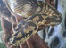 Two female carpet pythons