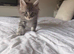 Adorable Full Breed Kittens Looking for Their Forever Homes