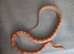 Amel scaleless male corn snake