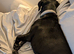 Beautiful 6 month old Labrador/Dalmatian