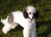 Lassie/Border Collie X Toy Poodle