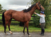 Smart sweet 16.1h 4yo TB gelding RORE