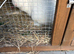 Dwaft rabbit
