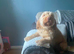 Male cockapoo