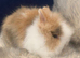 Baby double maned lionheads